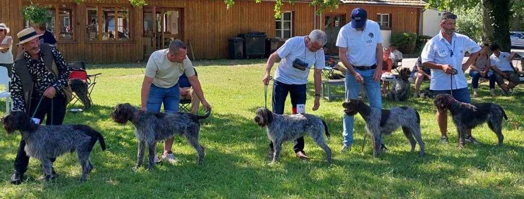 lot d'élévage avec 5 chiens des grandes origines