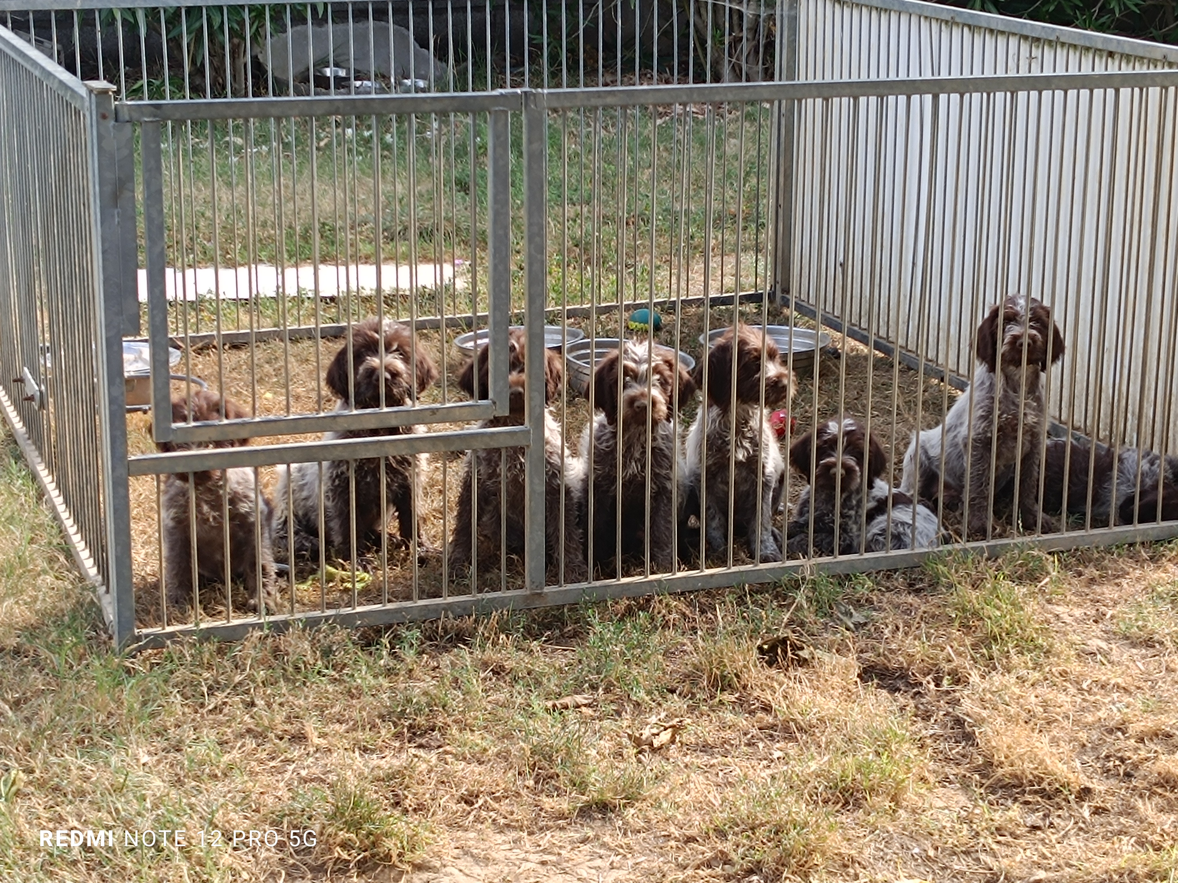 chiots griffons korthals