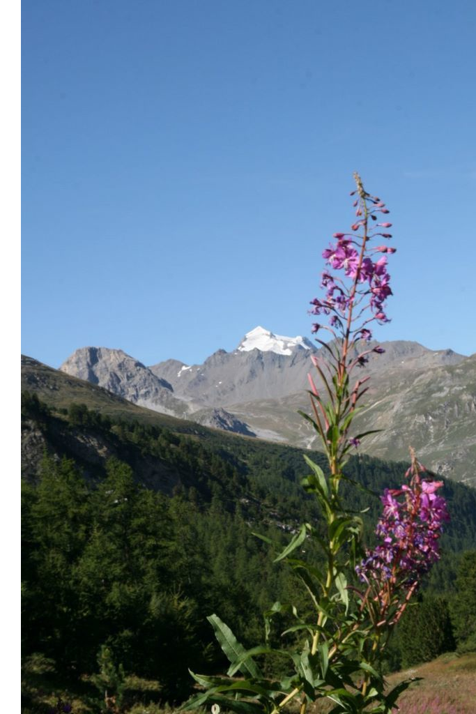 Alpes 2021 - Belle fleur
