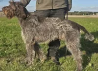 saillie cotée 7 entre oula la et sirus des grandes origines naissance fin novembre